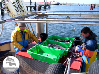 Fisch vom Kutter im Hafen von Burgstaaken